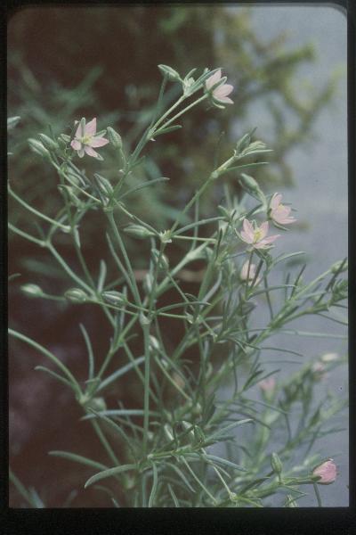 Photo of Spergularia rubra by Royal BC Museum (Tom Armstrong)