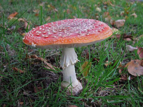 Photo of Amanita muscaria group by Rosemary Taylor