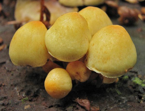 Photo of Hypholoma fasciculare by Rosemary Taylor