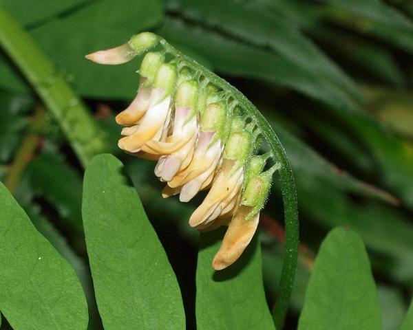 Photo of Vicia nigricans var. gigantea by Liz Watkinson