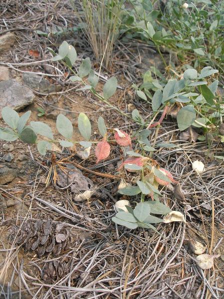 Photo of Astragalus beckwithii var. weiserensis by Curtis Bjork