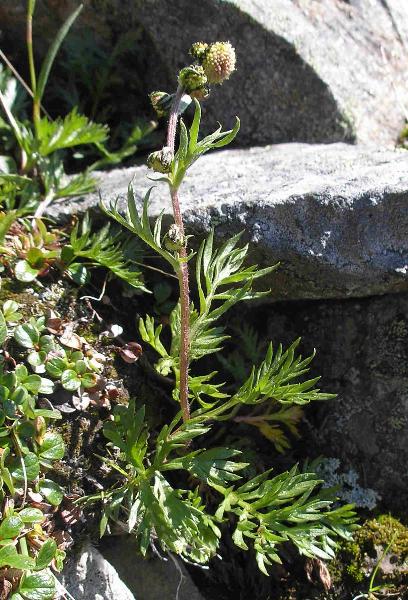 Photo of Artemisia norvegica by Curtis Bjork