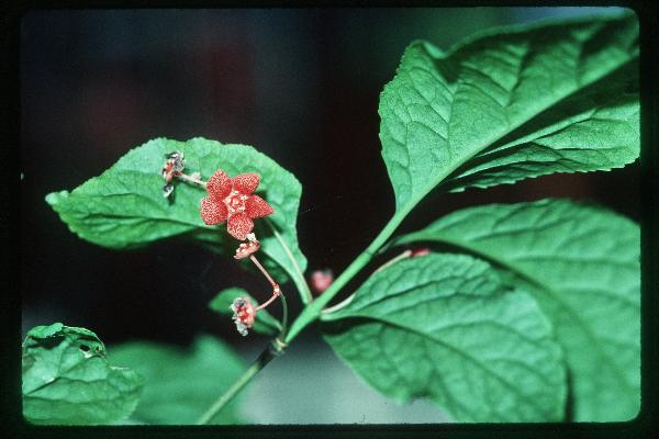 Photo of Euonymus occidentalis var. occidentalis by Royal BC Museum