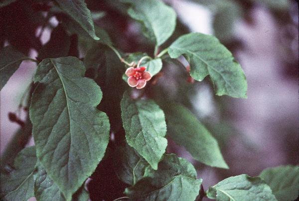 Photo of Euonymus occidentalis var. occidentalis by Royal BC Museum (W. Van Dieren)