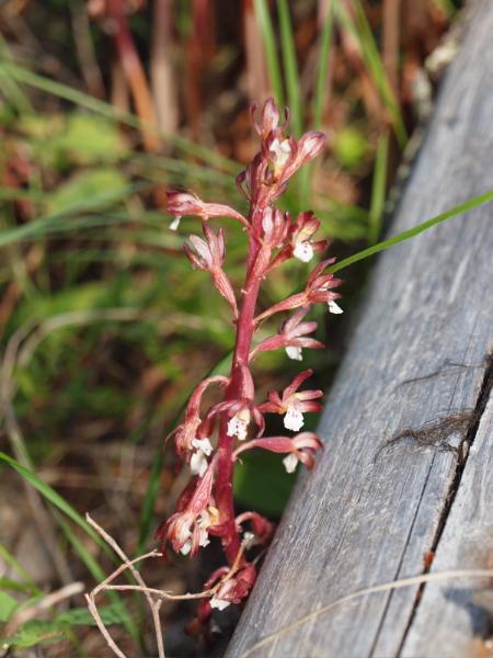 Photo of Corallorhiza maculata var. occidentalis by Judie Steeves