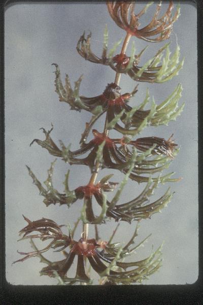 Photo of Ceratophyllum demersum by Royal BC Museum (Tom Armstrong)