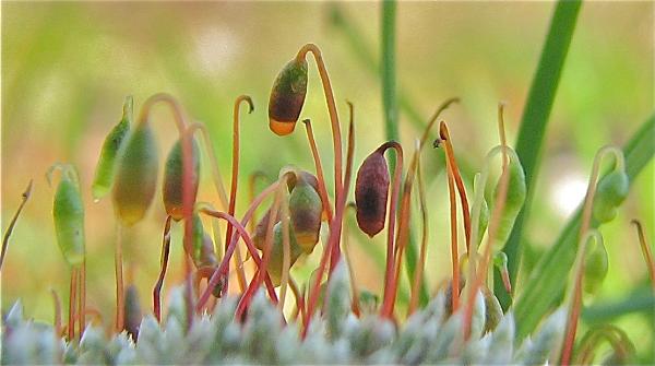 Photo of Bryum argenteum by Rosemary Taylor