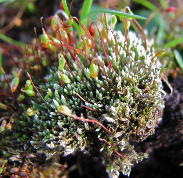Photo of Bryum argenteum by Rosemary Taylor
