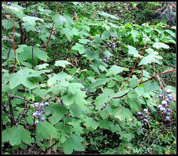 Photo of Ribes sanguineum by May Kald