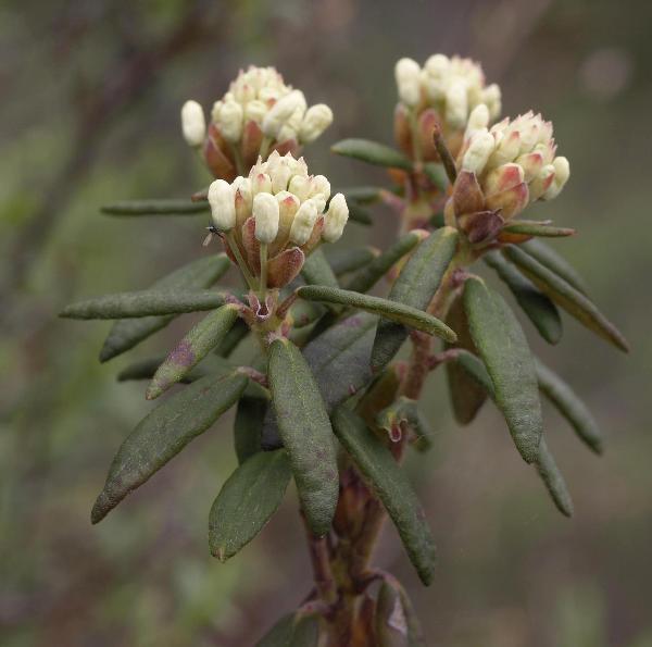 Photo of Rhododendron groenlandicum by Rod Innes
