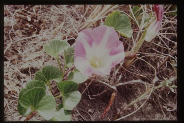 Photo of Calystegia soldanella by Royal BC Museum (Tom Armstrong)