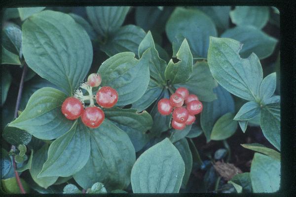 Photo of Cornus canadensis by Royal BC Museum (Tom Armstrong)