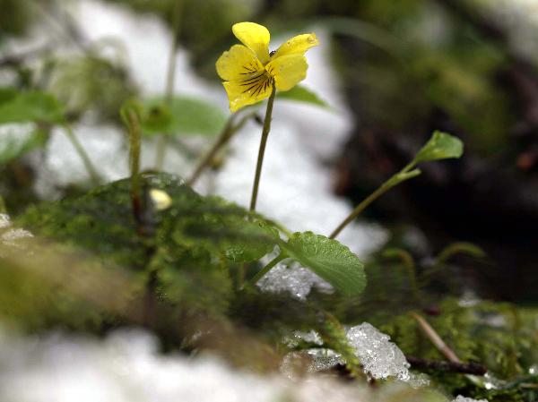 Photo of Viola sempervirens by Rod Innes