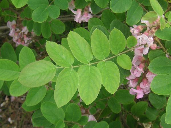 Photo of Robinia hispida by Terry Anderson
