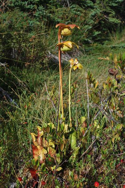 Photo of Sarracenia purpurea ssp. gibbosa by Bruce Bennett