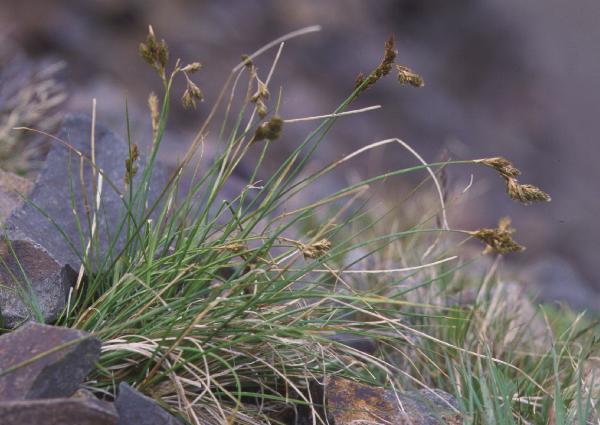 Photo of Carex phaeocephala by Hans  Roemer