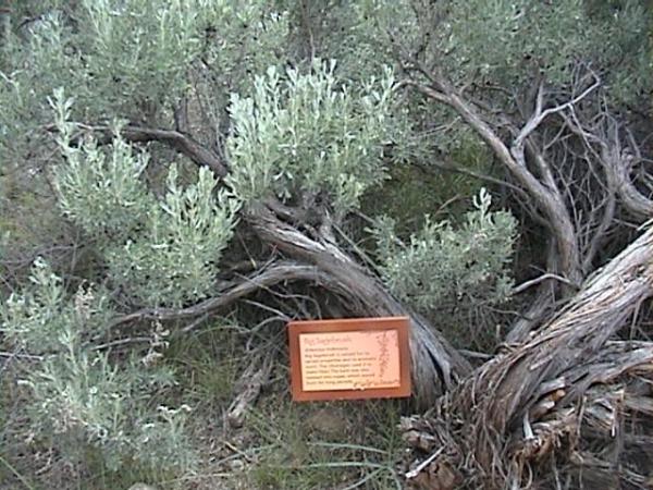 Photo of Artemisia tridentata ssp. tridentata by Brian Klinkenberg