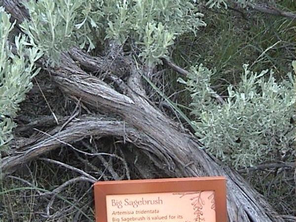 Photo of Artemisia tridentata ssp. tridentata by Brian Klinkenberg