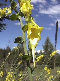 Photo of Linaria genistifolia ssp. dalmatica by Brian Klinkenberg