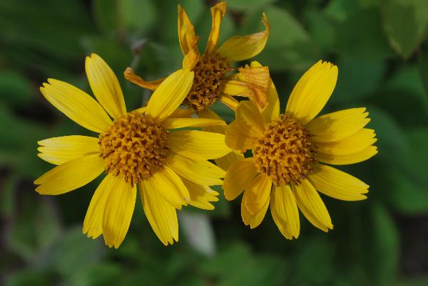 Photo of Arnica chamissonis by Bruce Bennett