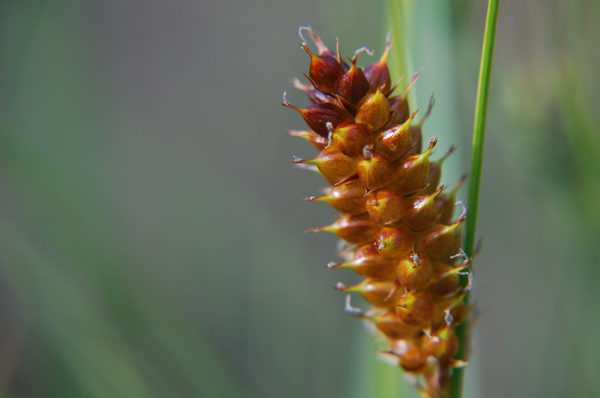 Photo of Carex rostrata by Ryan Batten