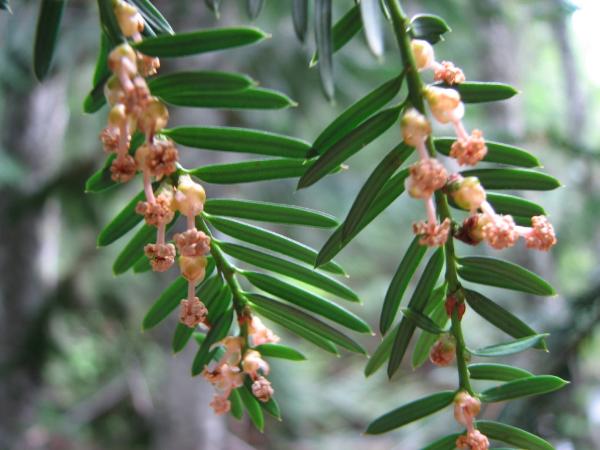Photo of Taxus brevifolia by Jim Riley