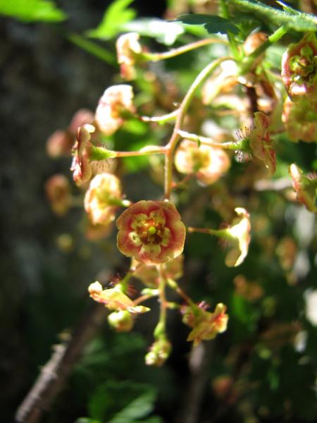 Photo of Ribes lacustre by Jim Riley
