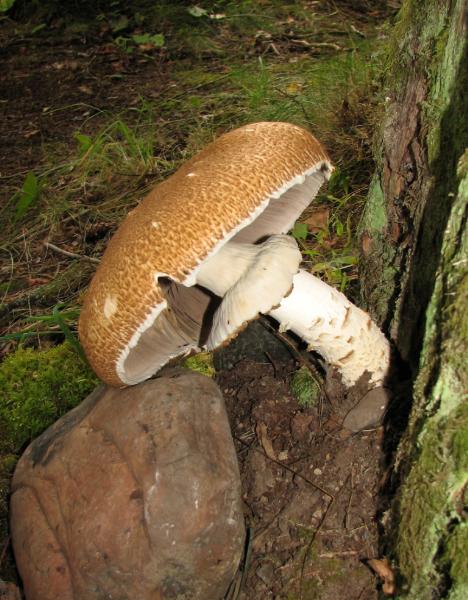 Photo of Agaricus augustus by Jim Riley