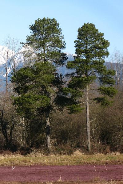 Photo of Pinus contorta var. contorta by Jeremy Smith