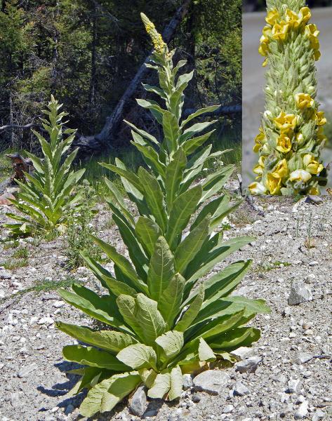 Photo of Verbascum thapsus by <a href="http://www.natureniche.ca">Gordon Neish</a>