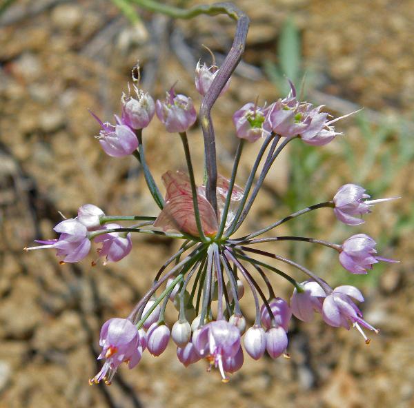 Photo of Allium cernuum by <a href="http://www.natureniche.ca">Gordon Neish</a>