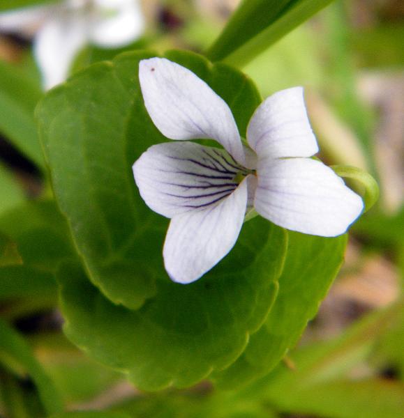 Photo of Viola palustris var. palustris by <a href="http://www.natureniche.ca">Gordon Neish</a>
