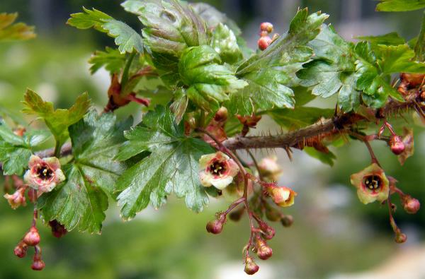 Photo of Ribes lacustre by <a href="http://www.natureniche.ca">Gordon Neish</a>