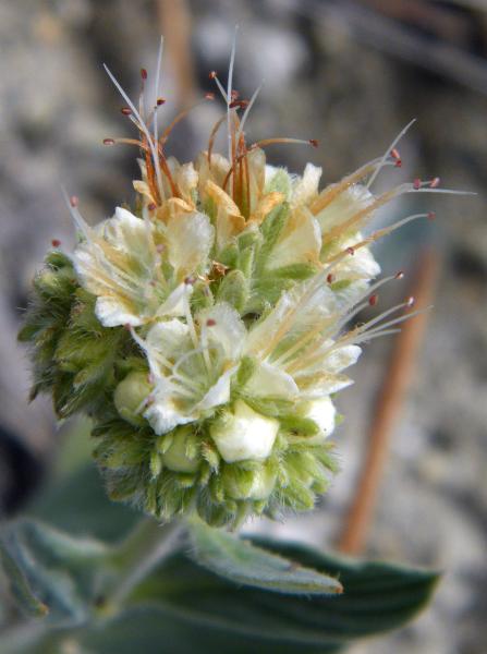 Photo of Phacelia hastata by <a href="http://www.natureniche.ca">Gordon Neish</a>