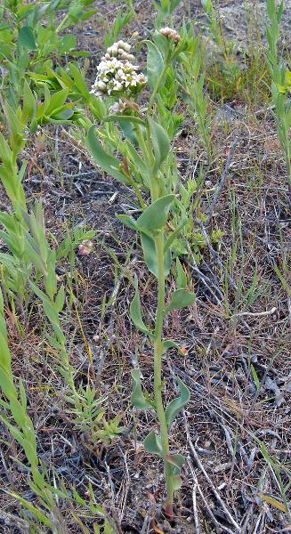 Photo of Comandra umbellata ssp. pallida by <a href="http://www.natureniche.ca">Gordon Neish</a>