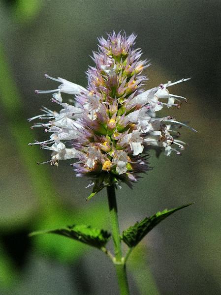 Photo of Agastache urticifolia by Virginia Skilton