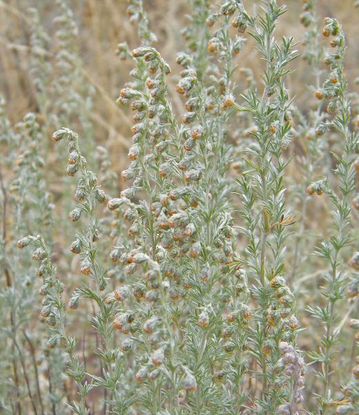 Photo of Artemisia frigida by <a href="http://www.natureniche.ca">Gordon Neish</a>