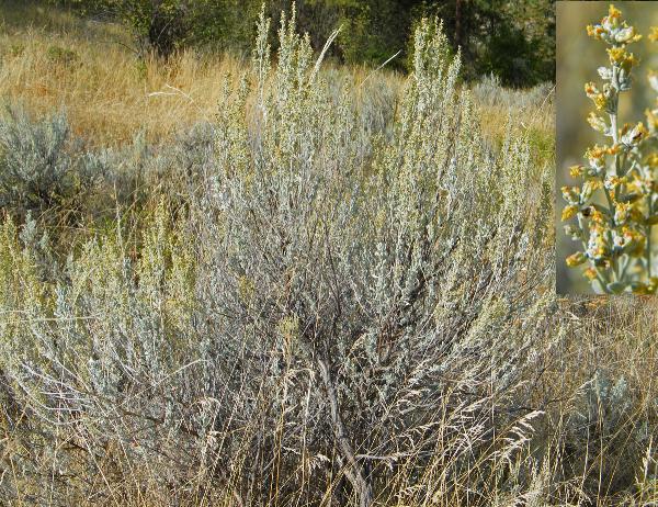 Photo of Artemisia tridentata ssp. tridentata by <a href="http://www.natureniche.ca">Gordon Neish</a>