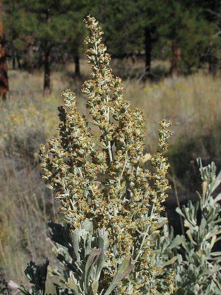 Photo of Artemisia tridentata ssp. tridentata by Virginia Skilton