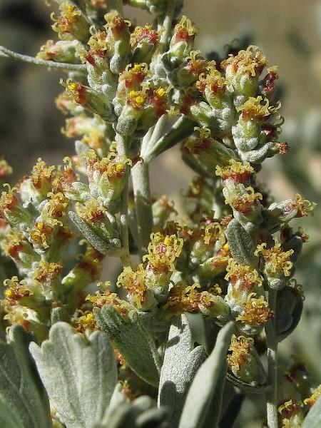 Photo of Artemisia tridentata ssp. tridentata by Virginia Skilton
