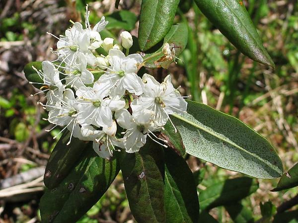 Photo of Rhododendron columbianum by Virginia Skilton