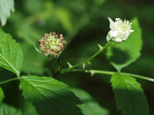 Photo of Rubus leucodermis by Liz Watkinson