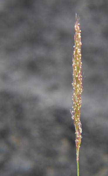 Photo of Agrostis microphylla by Ryan Batten