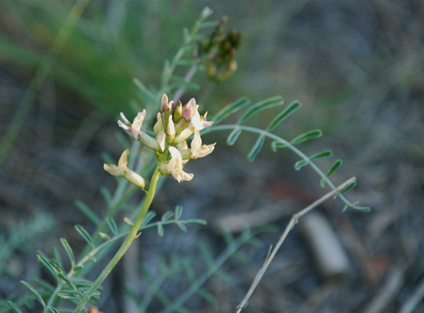 Photo of Astragalus sclerocarpus by Ryan Batten