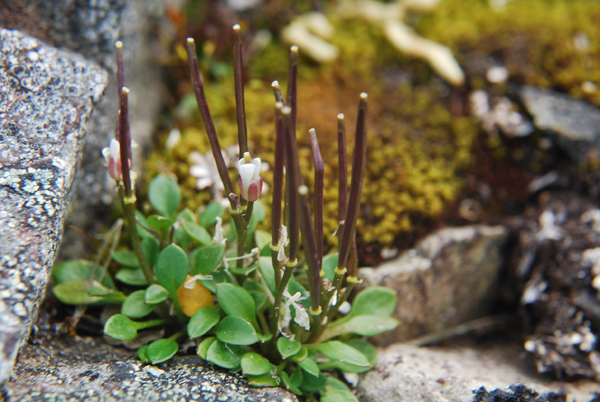 Photo of Cardamine bellidifolia by Ryan Batten