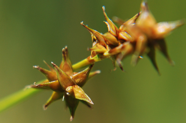 Photo of Carex echinata ssp. echinata by Ryan Batten