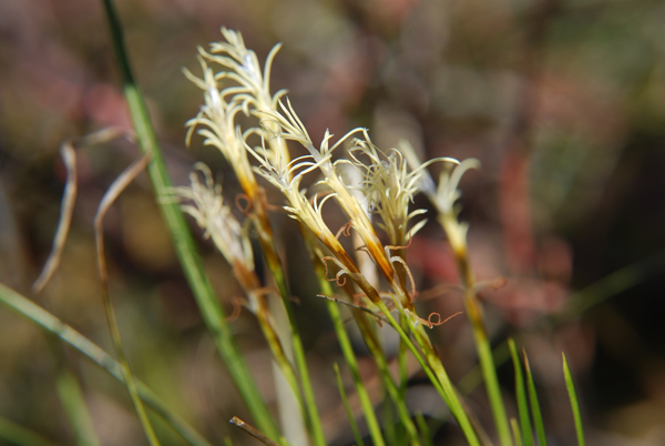 Photo of Carex geyeri by Ryan Batten