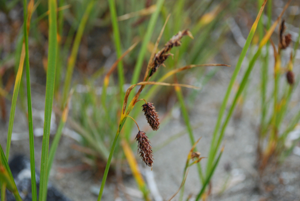 Photo of Carex lyngbyei by Ryan Batten