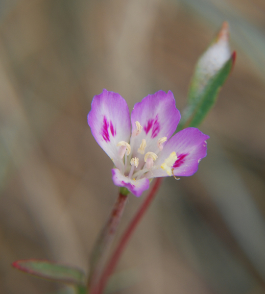 Photo of Clarkia amoena ssp. caurina by Ryan Batten