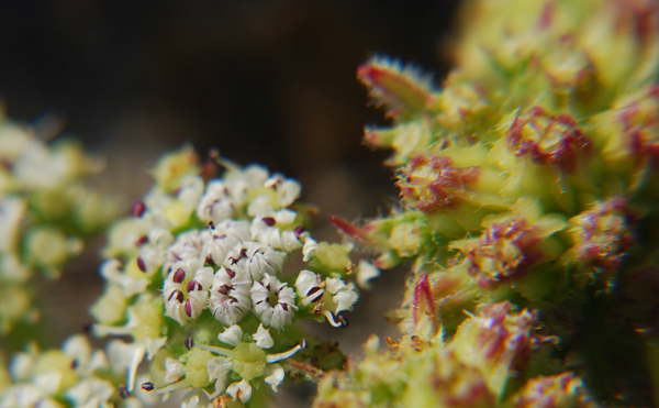 Photo of Glehnia littoralis ssp. leiocarpa by Ryan Batten